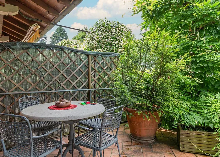 Begonia ستريزا